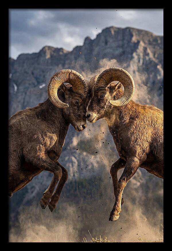 Bighorn Sheep Battling In Nature