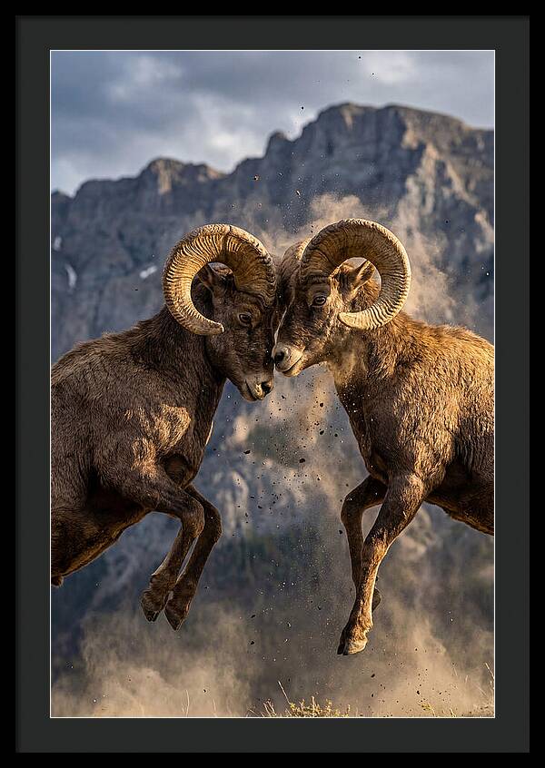 Bighorn Sheep Battling In Nature