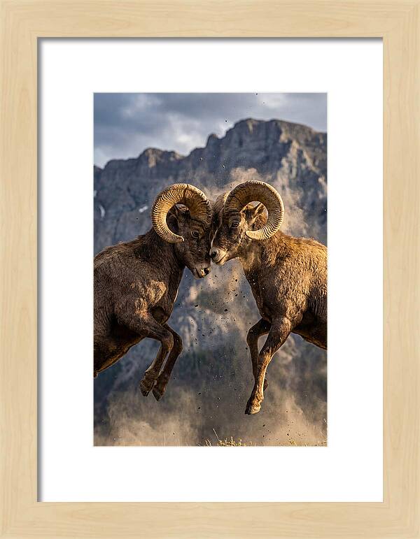Bighorn Sheep Battling In Nature