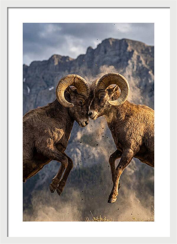 Bighorn Sheep Battling In Nature