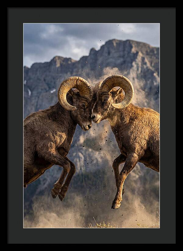 Bighorn Sheep Battling In Nature
