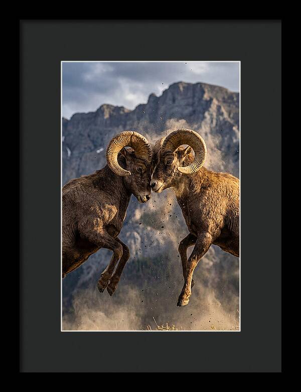 Bighorn Sheep Battling In Nature