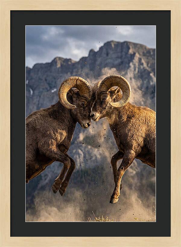 Bighorn Sheep Battling In Nature
