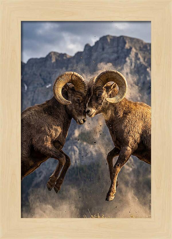 Bighorn Sheep Battling In Nature