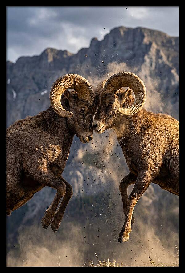 Bighorn Sheep Battling In Nature