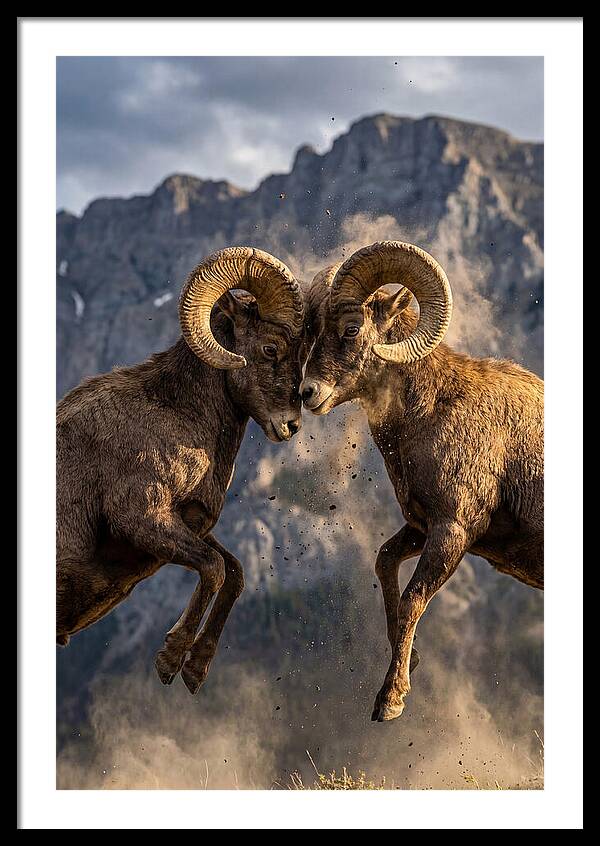 Bighorn Sheep Battling In Nature