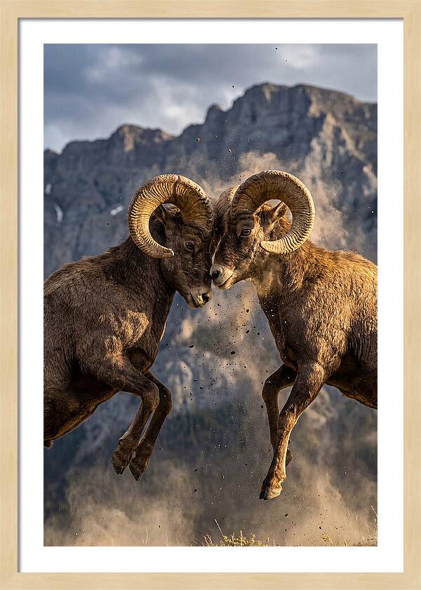 Bighorn Sheep Battling In Nature