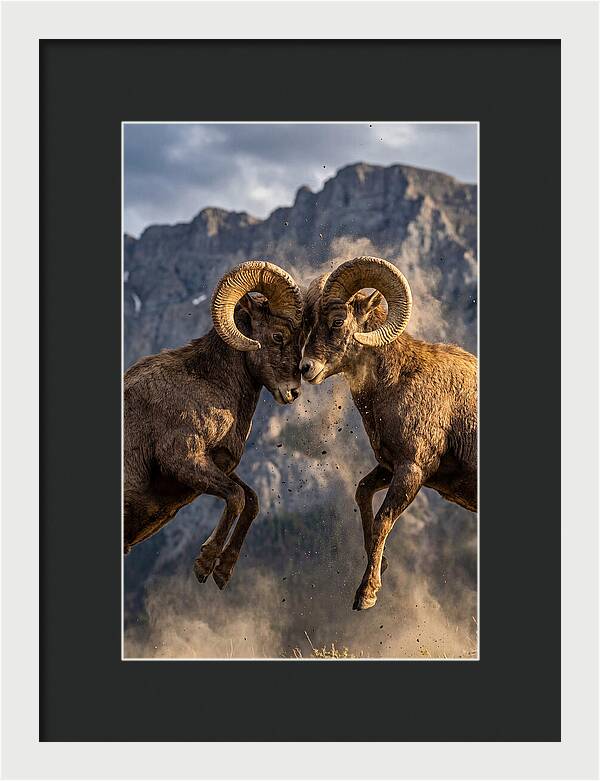 Bighorn Sheep Battling In Nature