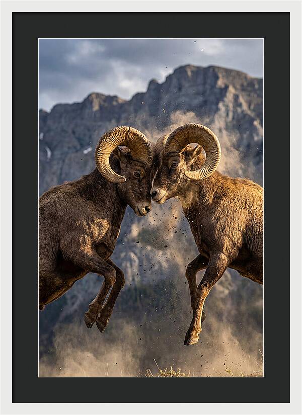 Bighorn Sheep Battling In Nature