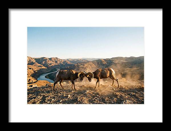Bighorn Sheep Clash In The Wild