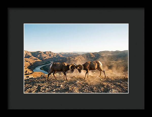 Bighorn Sheep Clash In The Wild