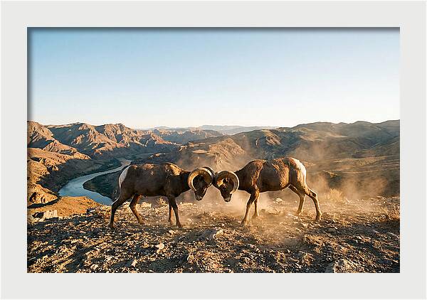 Bighorn Sheep Clash In The Wild
