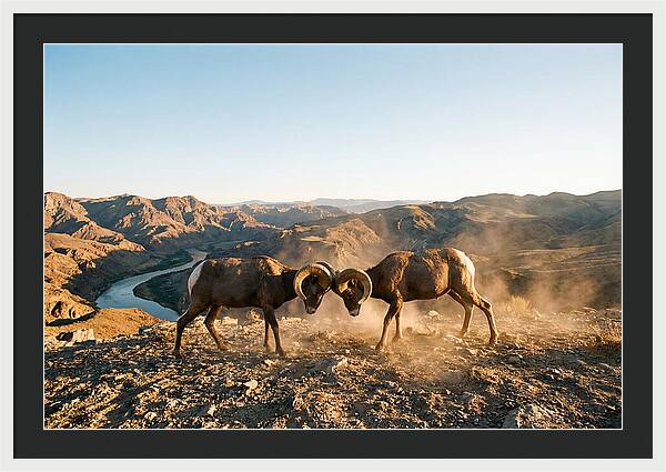 Bighorn Sheep Clash In The Wild