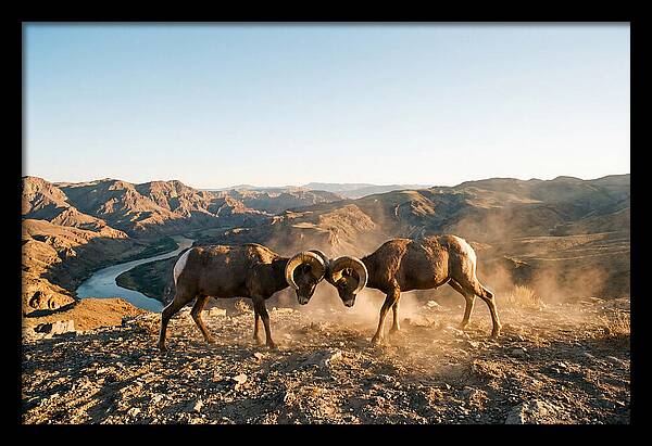 Bighorn Sheep Clash In The Wild