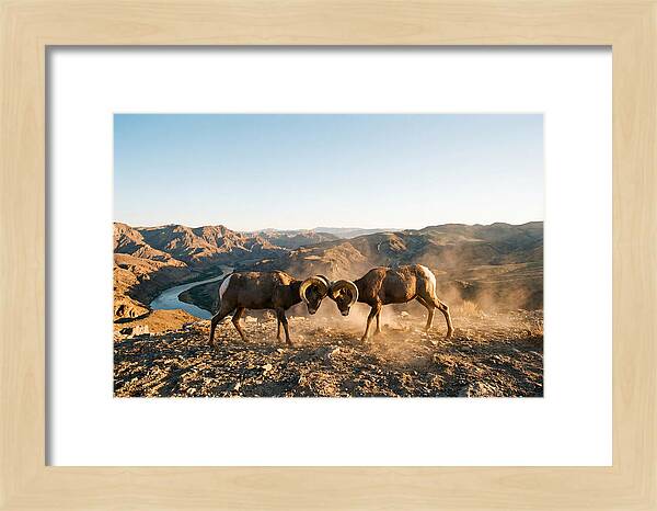 Bighorn Sheep Clash In The Wild