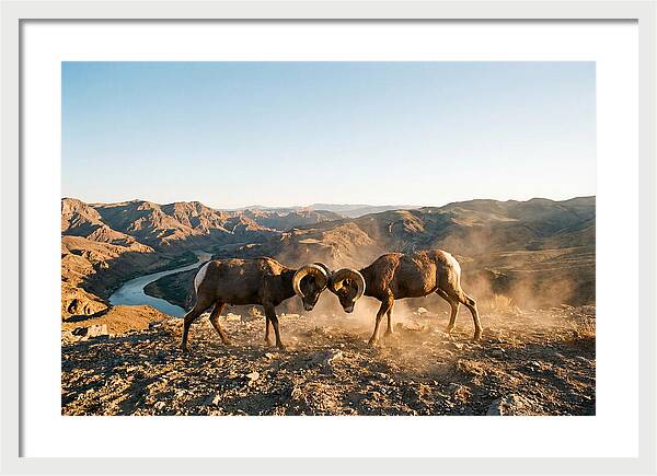 Bighorn Sheep Clash In The Wild