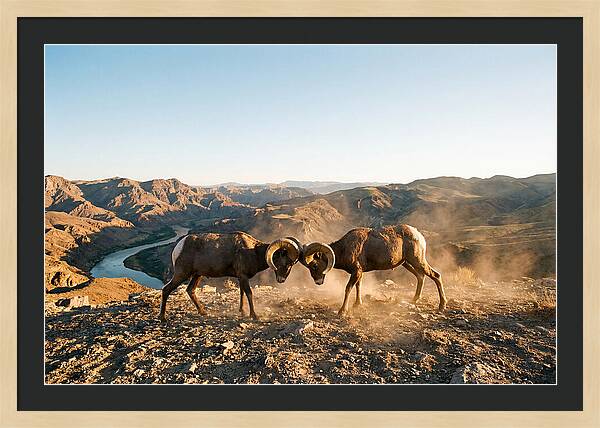 Bighorn Sheep Clash In The Wild