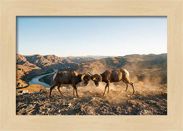 Bighorn Sheep Clash In The Wild