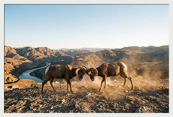 Bighorn Sheep Clash In The Wild