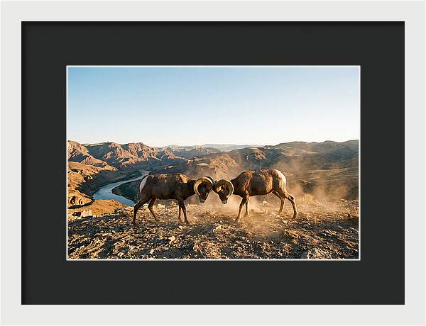 Bighorn Sheep Clash In The Wild