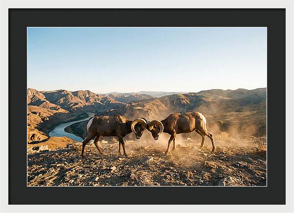 Bighorn Sheep Clash In The Wild
