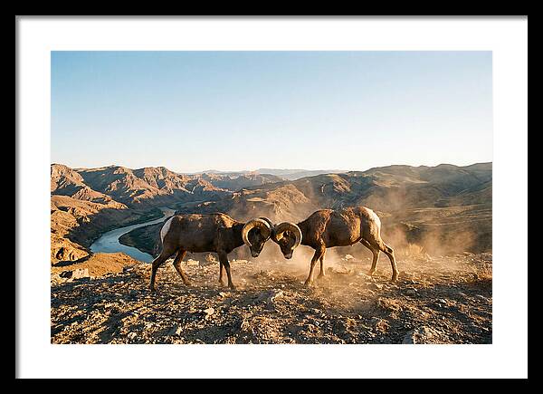 Bighorn Sheep Clash In The Wild