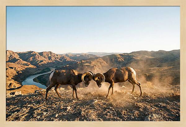 Bighorn Sheep Clash In The Wild