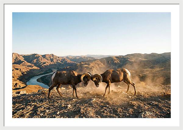 Bighorn Sheep Clash In The Wild