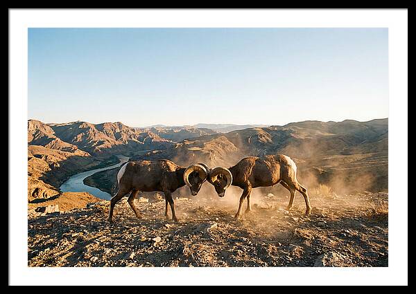 Bighorn Sheep Clash In The Wild