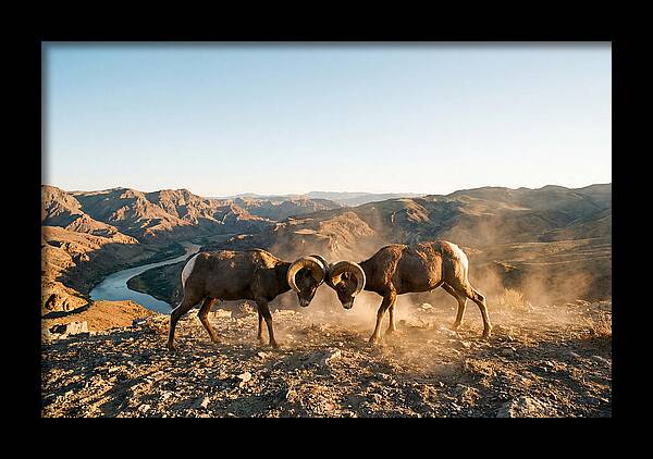 Bighorn Sheep Clash In The Wild
