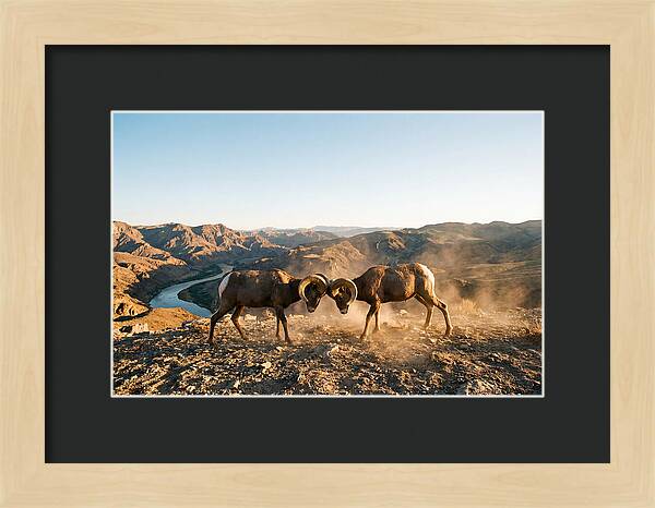 Bighorn Sheep Clash In The Wild