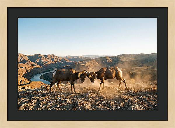 Bighorn Sheep Clash In The Wild