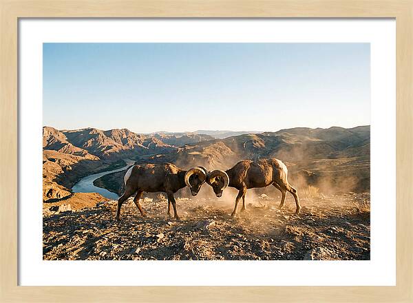Bighorn Sheep Clash In The Wild
