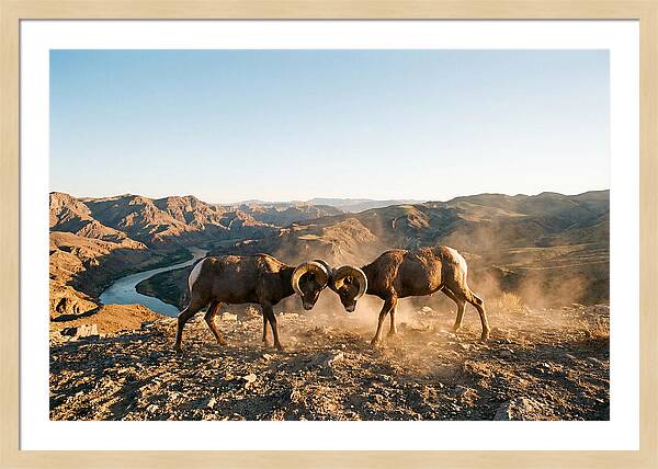 Bighorn Sheep Clash In The Wild