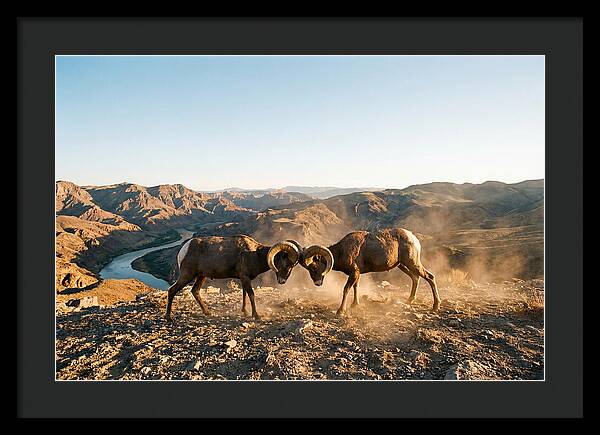 Bighorn Sheep Clash In The Wild