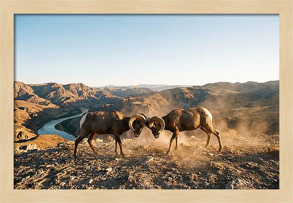 Bighorn Sheep Clash In The Wild