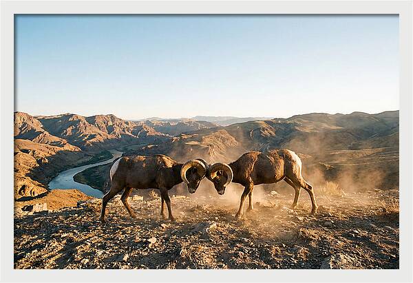 Bighorn Sheep Clash In The Wild