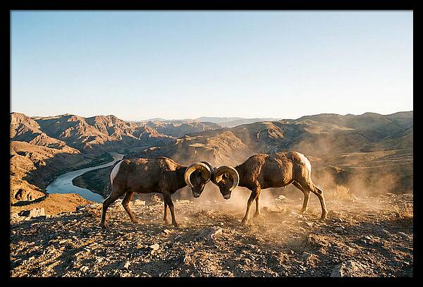Bighorn Sheep Clash In The Wild