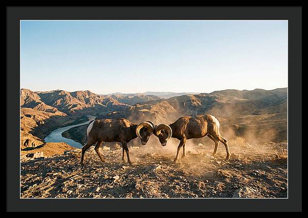 Bighorn Sheep Clash In The Wild