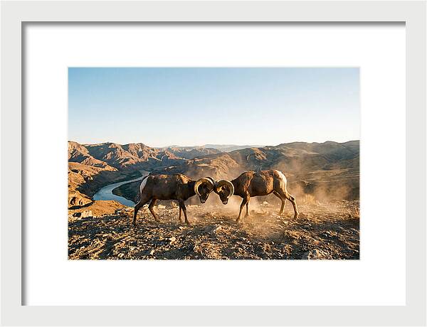Bighorn Sheep Clash In The Wild