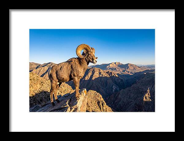 Bighorn Sheep Ram On Cliff