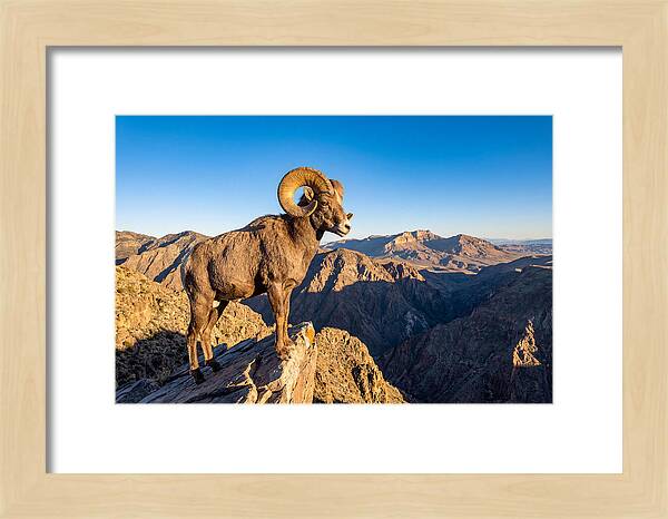 Bighorn Sheep Ram On Cliff