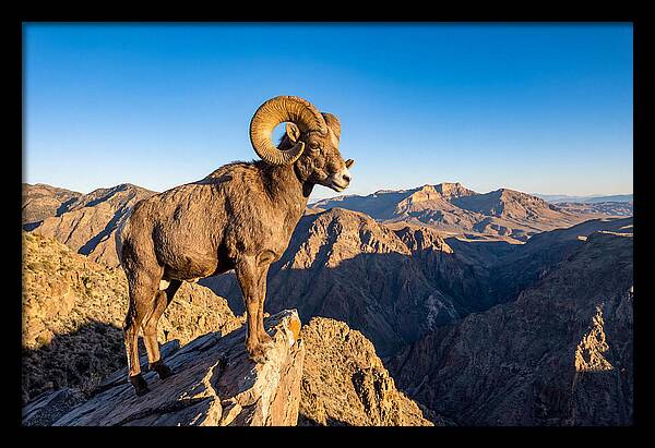 Bighorn Sheep Ram On Cliff