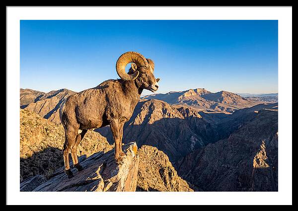 Bighorn Sheep Ram On Cliff