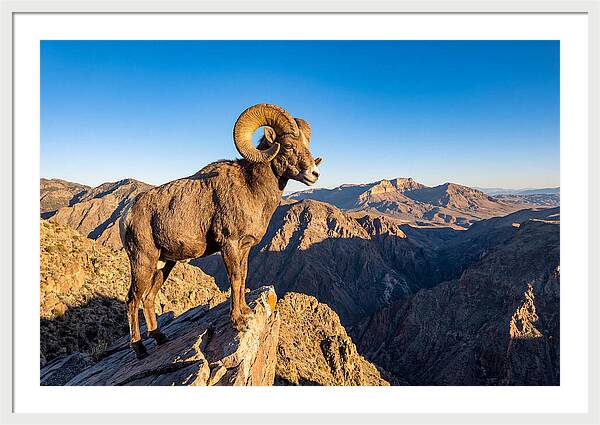 Bighorn Sheep Ram On Cliff