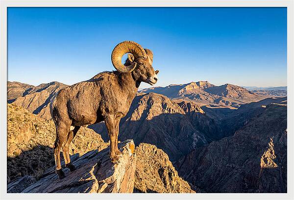 Bighorn Sheep Ram On Cliff