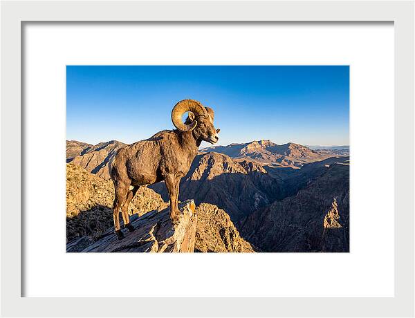Bighorn Sheep Ram On Cliff