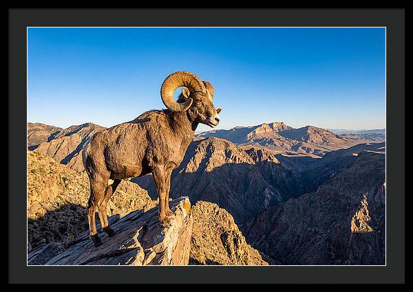 Bighorn Sheep Ram On Cliff