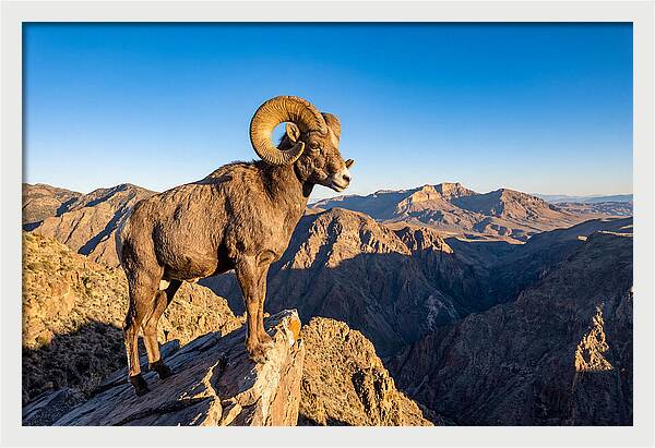Bighorn Sheep Ram On Cliff