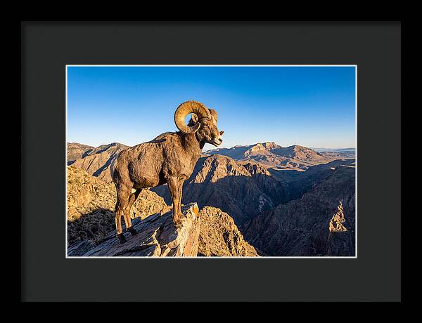 Bighorn Sheep Ram On Cliff